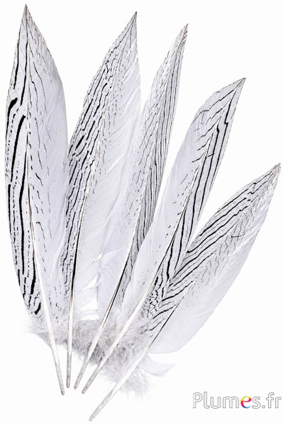 Silberfasan - 29-34 cm - weiß-schwarz-natur